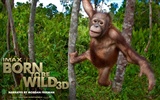 Born To Be Wild wallpapers #6