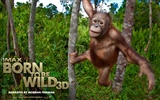 Born To Be Wild 天生狂野 壁紙專輯 #6