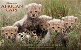 African Cats: Kingdom of Courage wallpapers