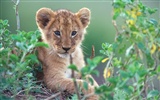 아프리카의 고양이 : 용기의 왕국 배경 화면 #2
