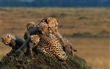 African Cats: Kingdom of Courage 非洲貓科：勇氣國度 #7