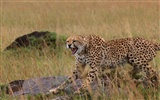 아프리카의 고양이 : 용기의 왕국 배경 화면 #10