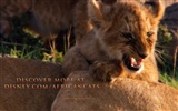 African Cats: Kingdom of Courage fonds d'écran #12
