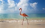 Widescreen Wallpapers Collection animale (28) #6