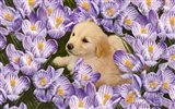 Widescreen Wallpapers Colección de animales (30) #14