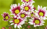 Widescreen-Wallpaper Blumen close-up (32)