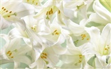 Widescreen wallpaper flowers close-up (32) #3