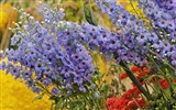 Widescreen-Wallpaper Blumen close-up (32) #4