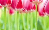 Widescreen wallpaper flowers close-up (32) #6