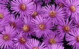 Widescreen wallpaper flowers close-up (32) #8