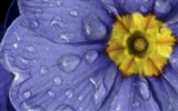 Widescreen wallpaper flowers close-up (32) #11