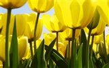 Widescreen-Wallpaper Blumen close-up (32) #12