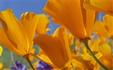 Widescreen-Wallpaper Blumen close-up (32) #13