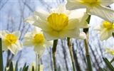 fleurs fond d'écran Widescreen close-up (32) #16