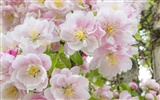 Widescreen-Wallpaper Blumen close-up (32) #19