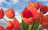 Widescreen-Wallpaper Blumen close-up (32) #20