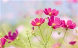 Widescreen wallpaper flowers close-up (33)