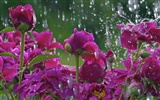 Widescreen-Wallpaper Blumen close-up (33) #2