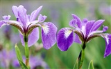 fleurs fond d'écran Widescreen close-up (33) #6