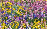 Widescreen-Wallpaper Blumen close-up (33) #10