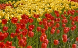 Widescreen-Wallpaper Blumen close-up (33) #16