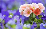 Widescreen wallpaper flowers close-up (33) #17