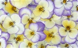 Widescreen-Wallpaper Blumen close-up (33) #18