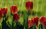 Widescreen wallpaper flowers close-up (33) #20