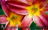 2011年8月 月曆壁紙(一)