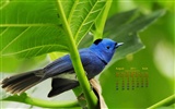 2011年8月 月曆壁紙(一) #4