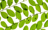 녹색 벽지를 나뭇잎