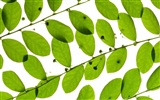 Green leaves wallpaper