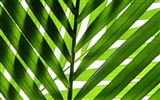 Green Leaves Wallpaper #9