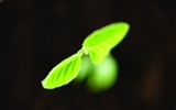 Green seedlings just sprouting HD wallpapers #5