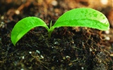 Green seedlings just sprouting HD wallpapers #7