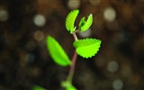 Green seedlings just sprouting HD wallpapers #9