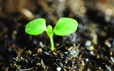 Green seedlings just sprouting HD wallpapers #10