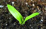 Green seedlings just sprouting HD wallpapers #15