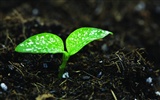 Green seedlings just sprouting HD wallpapers #17