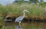 Juni 2012 Kalender Wallpapers (1) #10