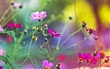 Windows 7 Fond d'écran: jardin de rêve #11