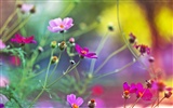 Windows 7 Wallpapers: Dream Garden #11