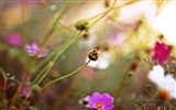 Windows 7 Wallpapers: Dream Garden #17