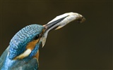 Windows 7 Wallpapers: Beautiful Birds #2