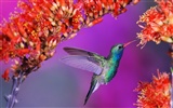 Windows 7 Wallpapers: Beautiful Birds #3