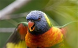 Windows 7 Wallpapers: Beautiful Birds #6