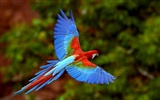 Windows 7 Wallpapers: Beautiful Birds #9