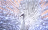 Windows 7 Wallpapers: Beautiful Birds #15