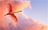 Windows 7 Wallpapers: Beautiful Birds #16