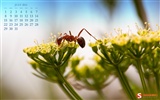 July 2012 Calendar wallpapers (2)